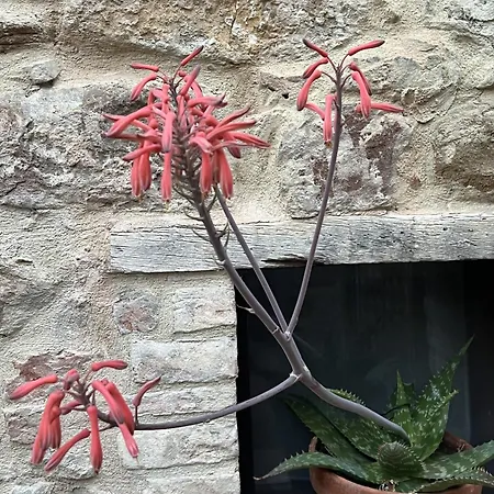 La Casina Del Borgo - Bilocale Diana *